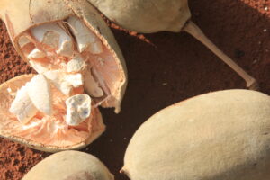 Baobab Fruit open